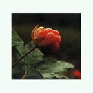 /album/murjekheltenkelt/a8985006181-28284693-0-jpg/